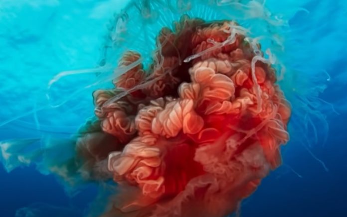 Vídeo mostra-nos imagens da mortífera caravela portuguesa