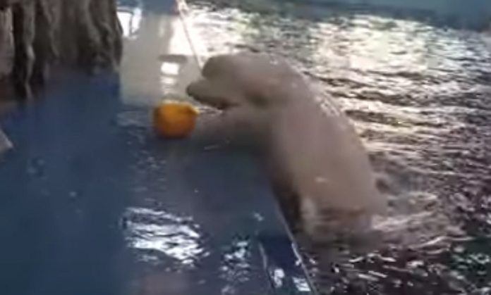 Baleia Beluga revela toda a inteligência para recuperar brinquedo Baleia Beluga revela toda a inteligência para recuperar brinquedo