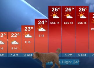 Cão invade direto durante apresentação de meteorologia