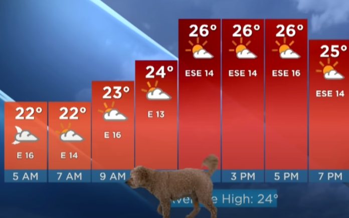 Cão invade direto durante apresentação de meteorologia Cão invade direto durante apresentação de meteorologia