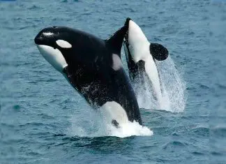 Baleias orcas nadam por Copacabana e assustam os banhistas Duas baleiasorcas nadam e pulam no mar
