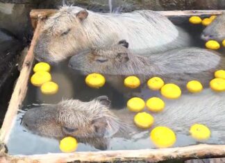 capivaras em uma banheira de madeira com água e limões que bóiam