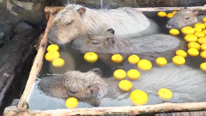capivaras em uma banheira de madeira com água e limões que bóiam