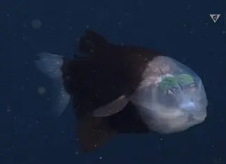 Câmera submersa flagra peixe de cabeça transparente fundodomar,peixe com a cabeça transparente onde pode se ver os órgãos internos