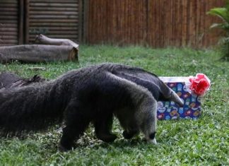 Tamanduá caminha para caixa de prenda de Natal