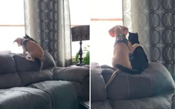 Beagle bebé abraça o seu amigo gato enquanto ambos observam os pássaros