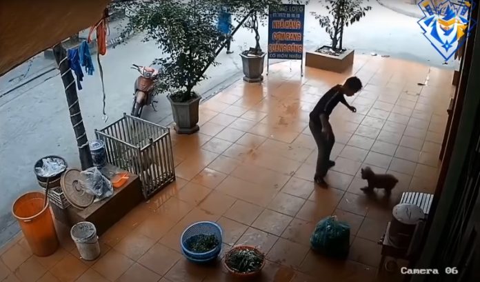 Animais atacam pessoas de maneira divertida