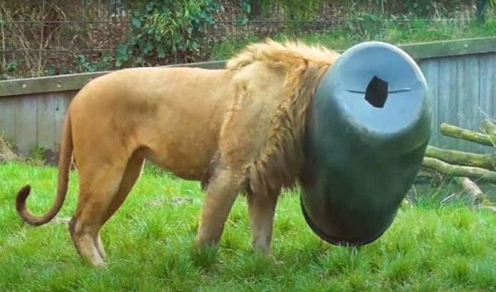 Animais em perigo pedem ajuda a humanos para serem regatados