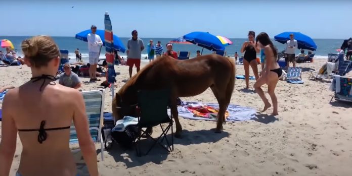 Cavalos, gatos, cães e pessoas pregão partidas divertidas uns aos outros