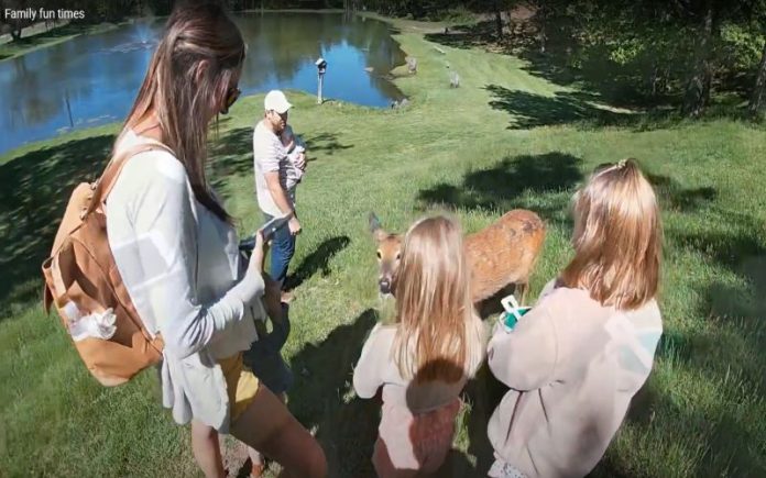 Momentos divertidos em família num parque temático que tem vários tipos de animais
