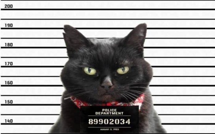 Gato é 'preso' por ser suspeito de furto nos EUA