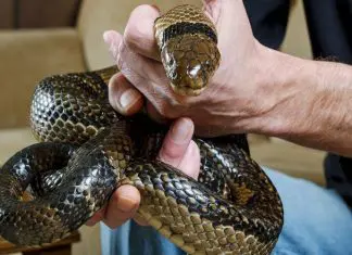 Homem levou mais de 200 picadas de cobra pela Ciência