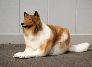 Japonês transformou-se em Collie com fantasia ultrarrealista