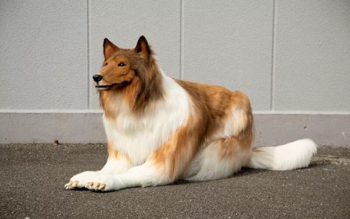 Japonês transformou-se em Collie com fantasia ultrarrealista