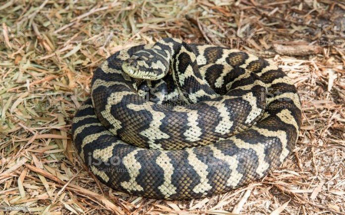 Large Australian Python