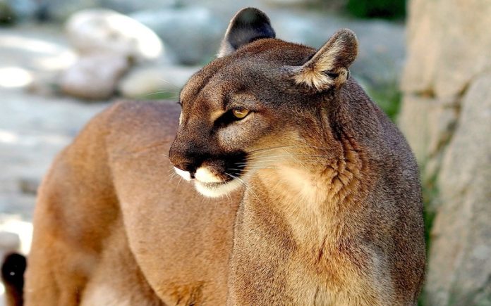 Um puma de mais de 2 metros aparece de surpresa na casa de banho de uma escola
