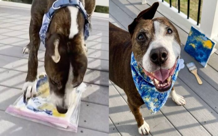 Cão chamado de Van Gogh cria arte com a língua