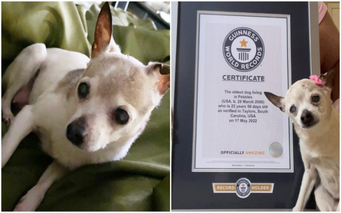 Cão de 22 anos é eleito o mais velho do mundo pelo Guinness World Records