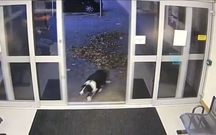 Cão entrega-se à policia após se perder numa caminhada