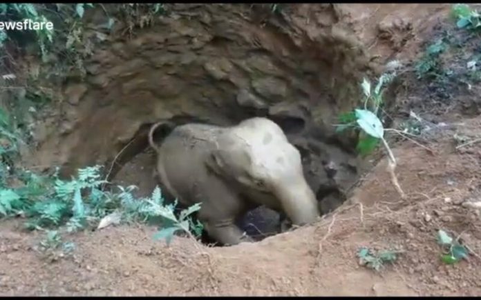 Elefante é resgatado em um poço na Índia