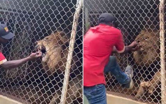 Leão morde funcionário do jardim zoológico na frente dos visitantes
