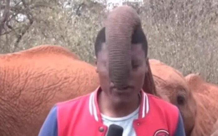 O momento em que um elefante quase enfiou a tromba na boca de um repórter