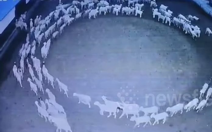 Rebanho de ovelhas anda há 12 dias em círculo e ninguém tem explicação para isto!