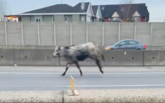 Vaca solta atrapalha trânsito britânico