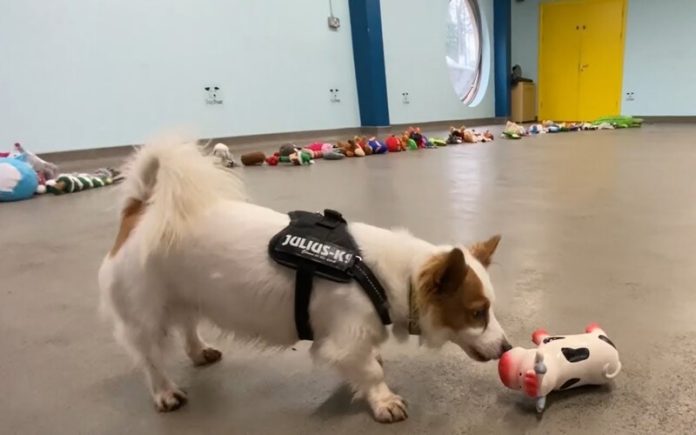 Cães escolhem os seus presentes de Natal (O Natal é para todos)