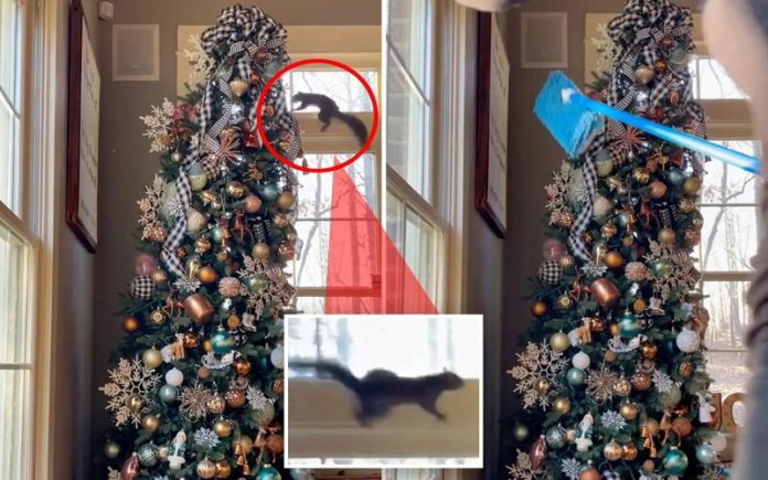 Esquilo esconde-se na árvore de Natal de uma família