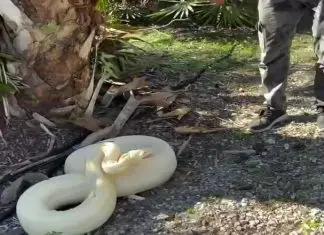 Jiboia albina enorme foi encontrada no quintal de uma casa