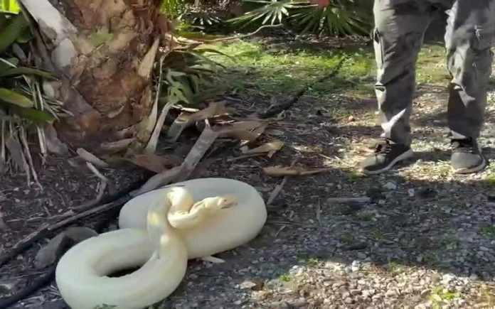 Jiboia albina enorme foi encontrada no quintal de uma casa