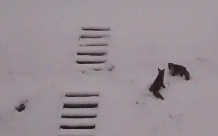 Raposas brincam na neve pelos jardins e ruas de Londres