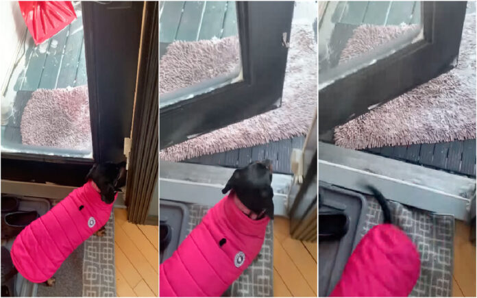 Cão pronto para ir passear, até que se arrepende após sentir o frio (-35ºC)