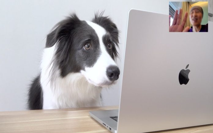 Cadela reage à sua dona através do FaceTime após 1 mês separadas