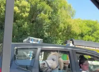 Cavalo é apanhado a andar no banco de trás do carro durante o drive-thru do McDonald’s