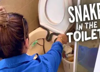 Criador de répteis remove cobra da sanita em casa australiana
