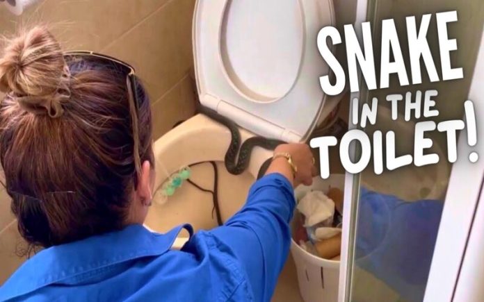 Criador de répteis remove cobra da sanita em casa australiana