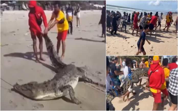 Crocodilo monstruoso é retirado do mar por banhistas