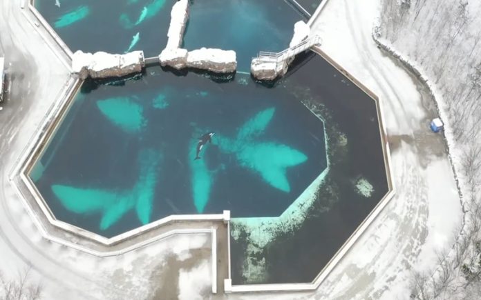 Drone filma a triste vida de uma orca que vive em cativeiro há 40 anos