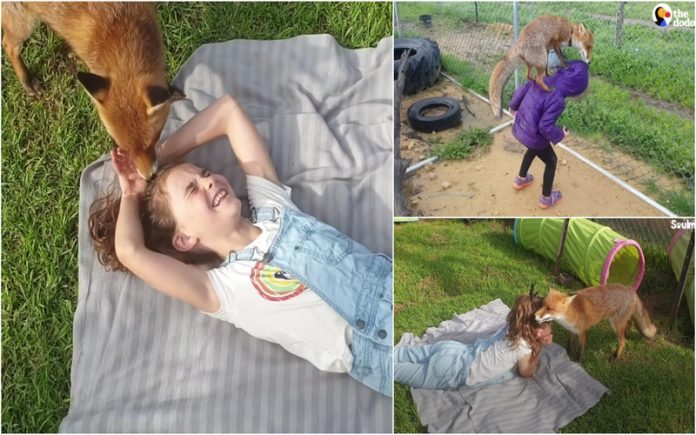 Uma linda história de amizade entre uma menina e uma raposa tornou-se viral