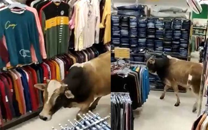 Vaca entra numa loja de roupa no shopping na Índia