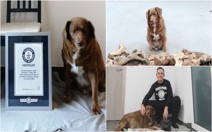 Cão mais velho de sempre tem quase 31 anos e habita em Portugal