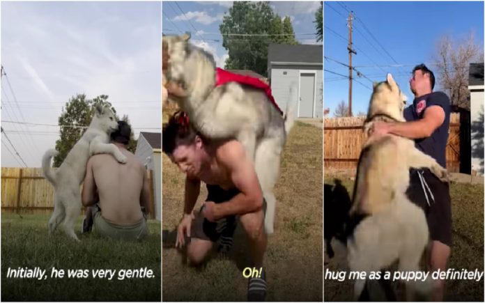 Dono ensina o seu cão a correr para o abraçar mas esqueceu-se que ele cresce