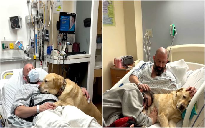 Homem está em estado grave no hospital e o seu cão não o deixou sozinho