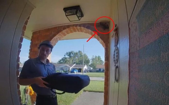 Entrega de pizza dá oportunidade a esquilo de invadir uma casa