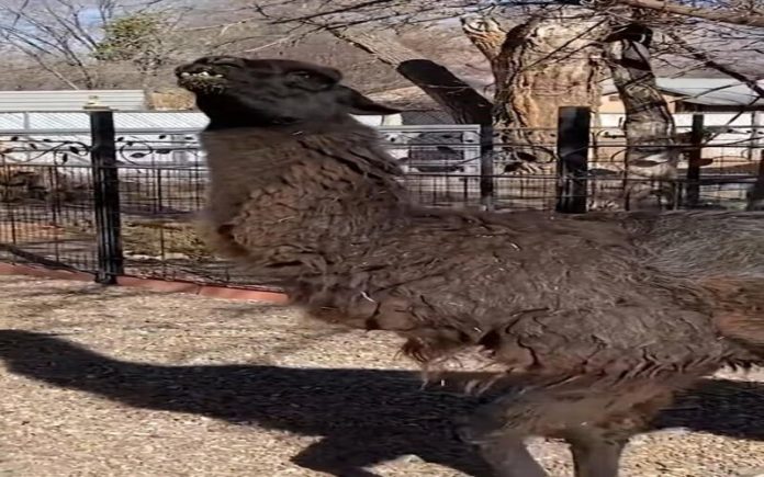 Lama de 27 anos é considerada a mais velha do mundo pelo Guinness World Records