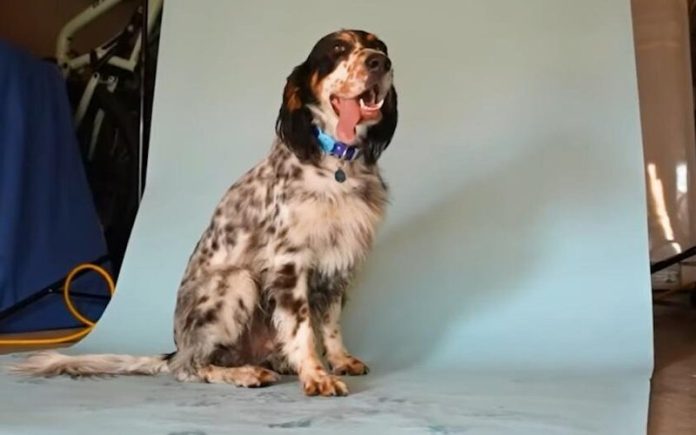 Língua de cão é considerada a mais longa do mundo pelo Guinness World Records