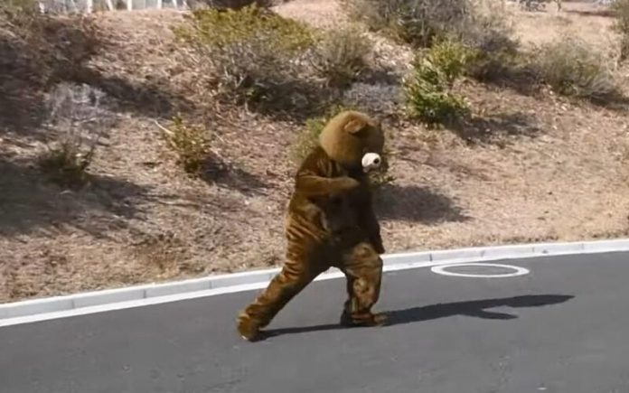 Trabalhador de jardim zoológico japonês vestiu-se como um urso liderou exercício de emergência