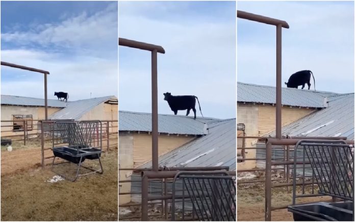 Vaca é apanhada em cima do telhado e deixa o seu criador sem palavras